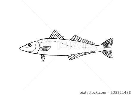 日本沙丁魚(Sillago japonica)插圖,一種海水魚,一種垂釣魚類,向量圖,毛筆線藝術。 日本沙丁魚(Sillago japonica)插圖,一種海水魚,一種垂釣魚類,向量圖,毛筆線藝術。 138211488