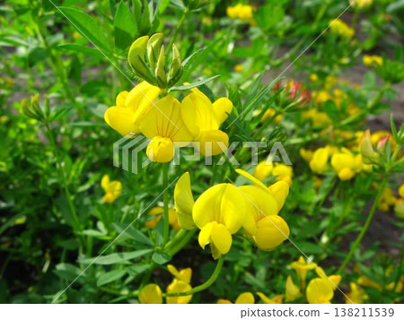 Vivid And Bright Florals Of Bird's-foot Trefoil  138211539