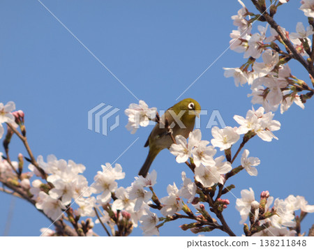 一隻日本繡眼鳥在藍天下吸吮櫻花花蜜。 138211848