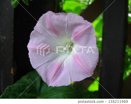 A Morning Glory Of Pale Pink A Morning Glory Of Pale Pink 138211989