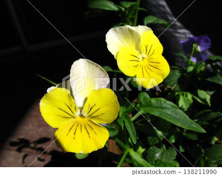 Pansy Faces Looking To The Sun Pansy Faces Looking To The Sun 138211990