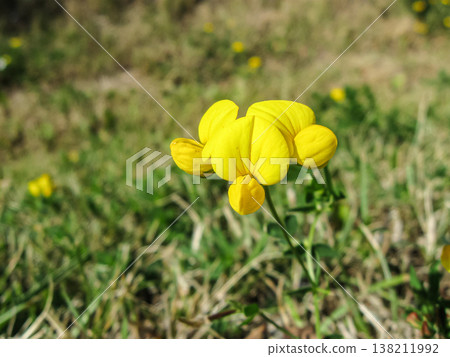 Bird's Foot Trefoil Popping Up In Mown Grass 138211992