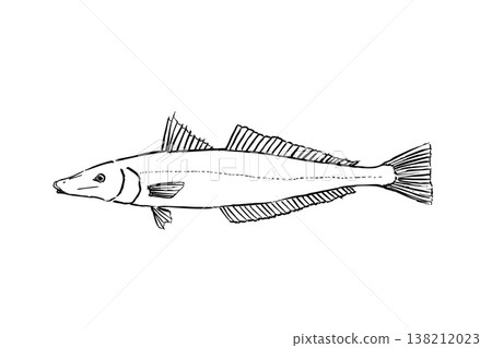 A field guide-style illustration of a Japanese whiting (Aogiri), a rare marine fish, vector illustration, brush pen line drawing, educational material. 138212023