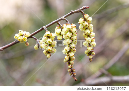 Kibushi inflorescence Kibushi inflorescence 138212057