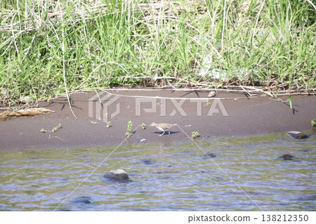 Sandpiper walking in shallow water Sandpiper walking in shallow water 138212350