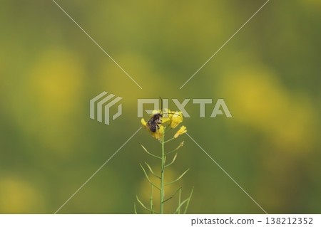 A bee perched on a rapeseed flower A bee perched on a rapeseed flower 138212352