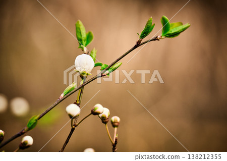 Minimalist composition of a white blossom bud and small leaves on a dark twig 138212355