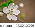 Delicate white flowers blooming on a fruit tree branch with soft golden hour lighting and bokeh 138212356