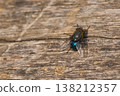 Macro shot of a metallic blue blowfly resting on textured, aged wood with soft lighting 138212357