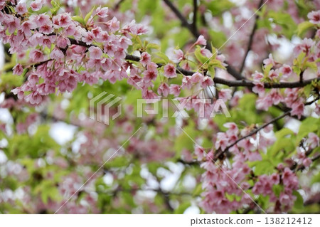 櫻花盛開,葉片尚存-安橋櫻花 櫻花盛開,葉片尚存-安橋櫻花 138212412