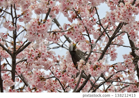Cherry blossoms in full bloom and a brown-eared bulbul at Angyo cherry tree. Cherry blossoms in full bloom and a brown-eared bulbul at Angyo cherry tree. 138212413