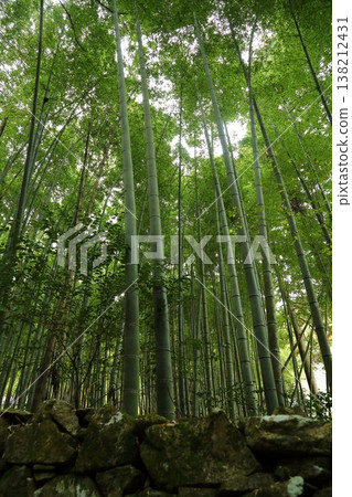 圓日寺的竹林 138212431