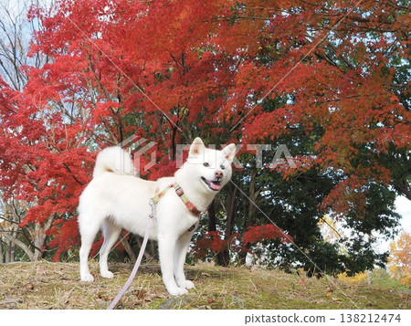 autumn leaves and white dog autumn leaves and white dog 138212474