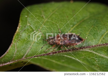 Living creature, insect: *Platypleura kaempferi*, a brownish, mottled stink bug. It has a stocky body with a large head. Living creature, insect: *Platypleura kaempferi*, a brownish, mottled stink bug. It has a stocky body with a large head. 138212562