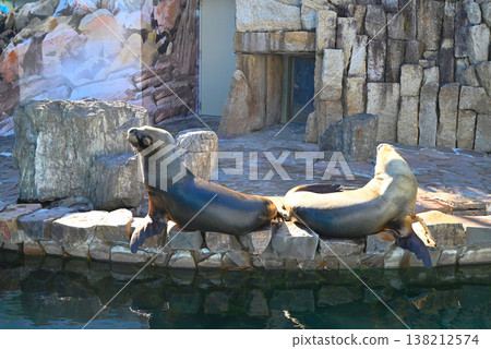 The sea lion at Edogawa Natural Zoo The sea lion at Edogawa Natural Zoo 138212574