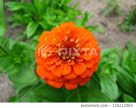 A Vivid Orange Zinnia Blossom A Vivid Orange Zinnia Blossom 138212863