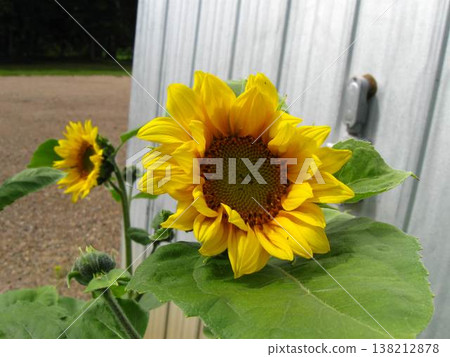 Couple Of Big Sunflowers On The Farm Couple Of Big Sunflowers On The Farm 138212878