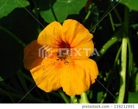 Fresh Flower Of The Peppery Nasturtium Fresh Flower Of The Peppery Nasturtium 138212891