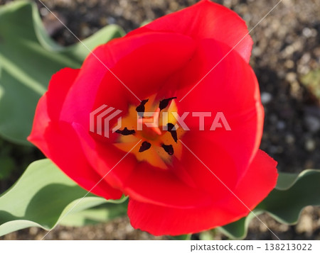 紅色鬱金香特寫鏡頭 138213022