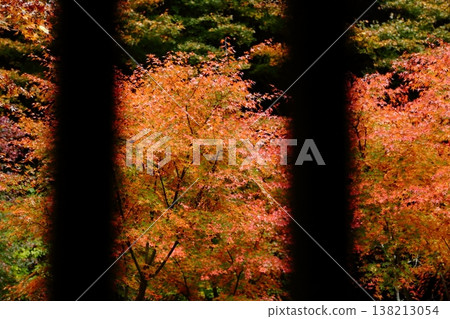 Autumn leaves at Enichiji Temple as seen from the window Autumn leaves at Enichiji Temple as seen from the window 138213054