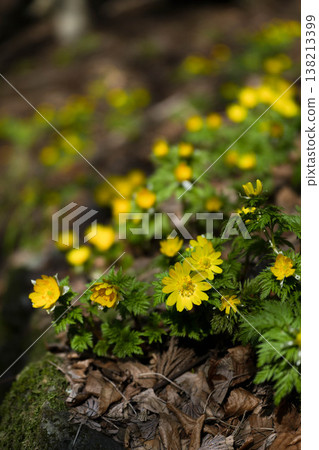 Adonis ramosa blooming in the mountains in early spring Adonis ramosa blooming in the mountains in early spring 138213399