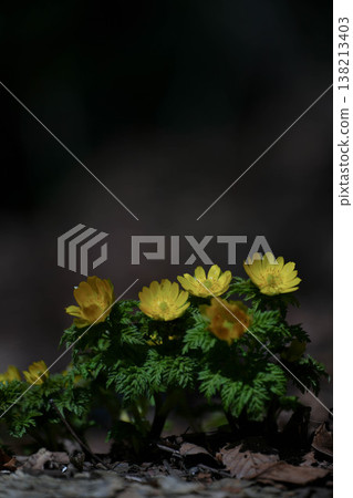 Adonis ramosa blooming in the mountains in early spring Adonis ramosa blooming in the mountains in early spring 138213403