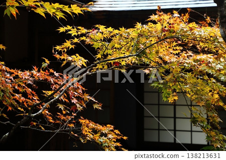 Autumn leaves of Enichiji Temple Autumn leaves of Enichiji Temple 138213631
