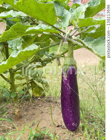 Purple Eggplant Solanum Melongena Growing On Plant In Garden 138213696