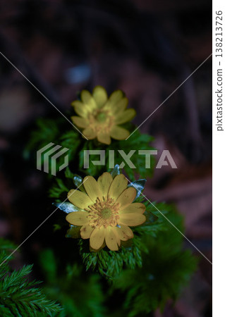 Close-up of Adonis amurensis blooming in the mountains in early spring and copy space 138213726