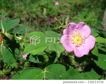 A Prettily Shaped Wild Rose A Prettily Shaped Wild Rose 138213738