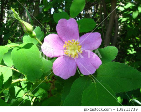 Dappled Sun On A Wild Rose Dappled Sun On A Wild Rose 138213739