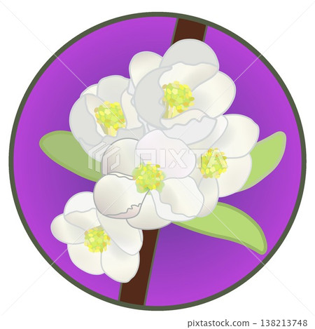Illustration of white quince flowers with a circular background Illustration of white quince flowers with a circular background 138213748