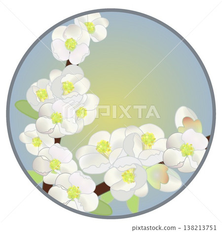 Illustration of white quince flowers with a circular background 138213751