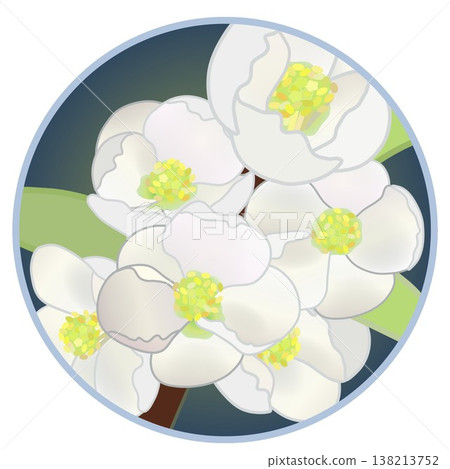 Illustration of white quince flowers with a circular background Illustration of white quince flowers with a circular background 138213752