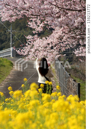Cherry blossoms, rapeseed flowers, and a young woman 138213772