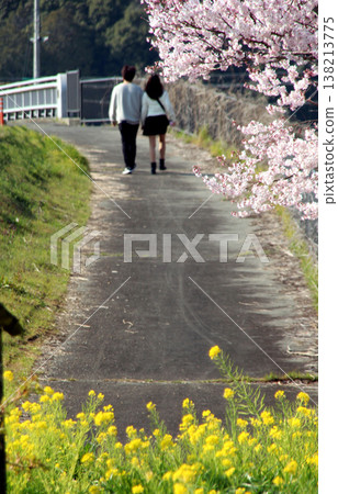 櫻花、油菜花，還有一對 138213775