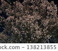 Cherry blossoms at night 138213855