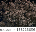 Cherry blossoms at night 138213856