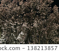 Cherry blossoms at night 138213857