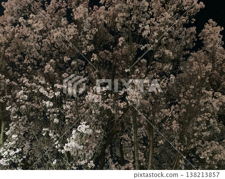 Cherry blossoms at night 138213857