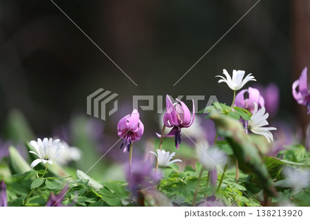 《城山卡塔庫里村》—卡塔庫里花 138213920