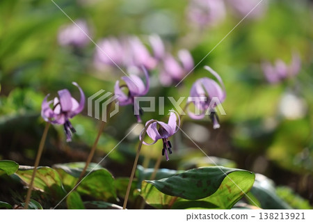 《城山卡塔庫里村》—卡塔庫里花 《城山卡塔庫里村》—卡塔庫里花 138213921