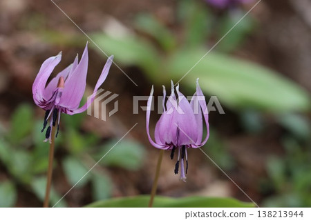《城山卡塔庫里村》—卡塔庫里花 《城山卡塔庫里村》—卡塔庫里花 138213944