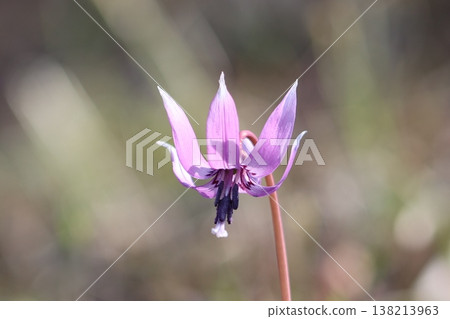 Dogtooth violet flowers at Yokohama Shiki no Mori Park 138213963