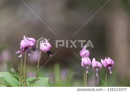 "Shiroyama Katakuri Village" - Katakuri flowers 138213977