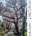 Cherry tree on the promenade 138214010