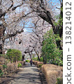 Cherry tree on the promenade 138214012