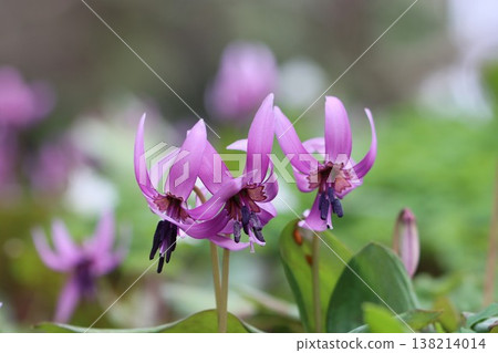 "Shiroyama Katakuri Village" - Katakuri flowers 138214014