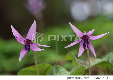 《城山卡塔庫里村》—卡塔庫里花 《城山卡塔庫里村》—卡塔庫里花 138214019