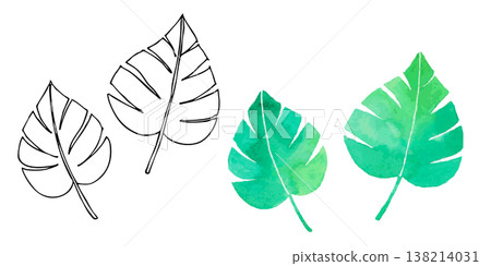 水彩風格的龜背竹葉 - 線條水彩畫集 | 熱帶植物、綠植、植物學 138214031